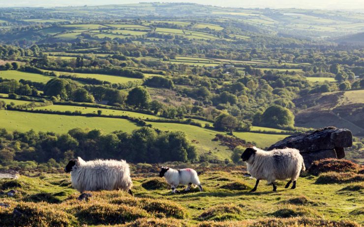 Schafe laufen über eine Hügellandschaft.