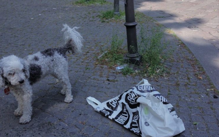 Ein Hund steht neben einer Gorillas-Plastiktüte, die zerknüllt auf dem Gehweg liegt