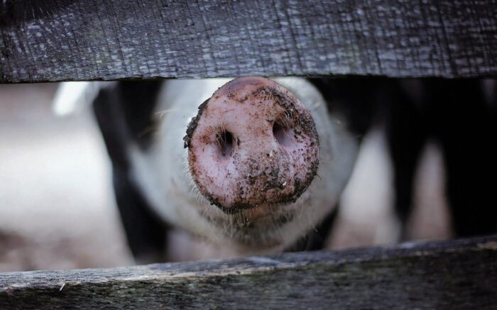 Ein Schwein steck seine dreckige Schnauze durch einen Holzzaun