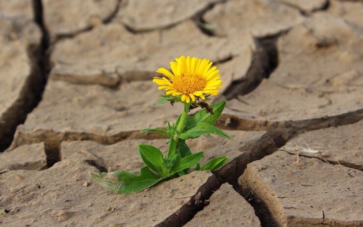 Eine gelbe Blume wächst aus einem Riss eines ausgetrockneten Bodens