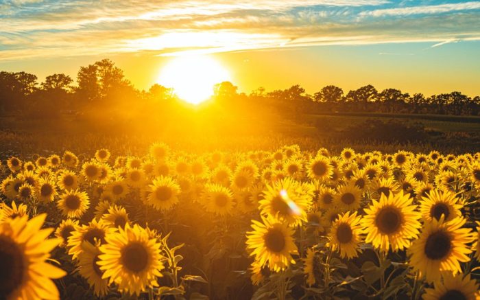 Hinter einem Sonnenblumenfeld (Symbol der Ukraine) geht die Sonne auf