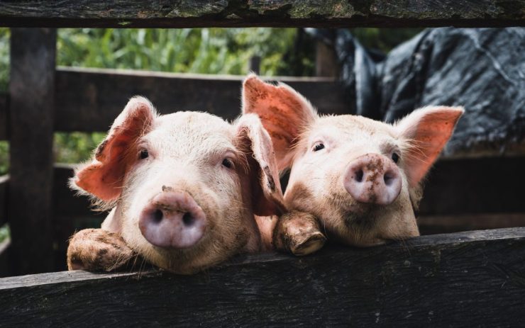 Schweine schauen über einen Zaun